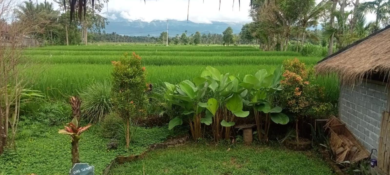 New Rinjani Homestay テテバトゥ 部屋 写真