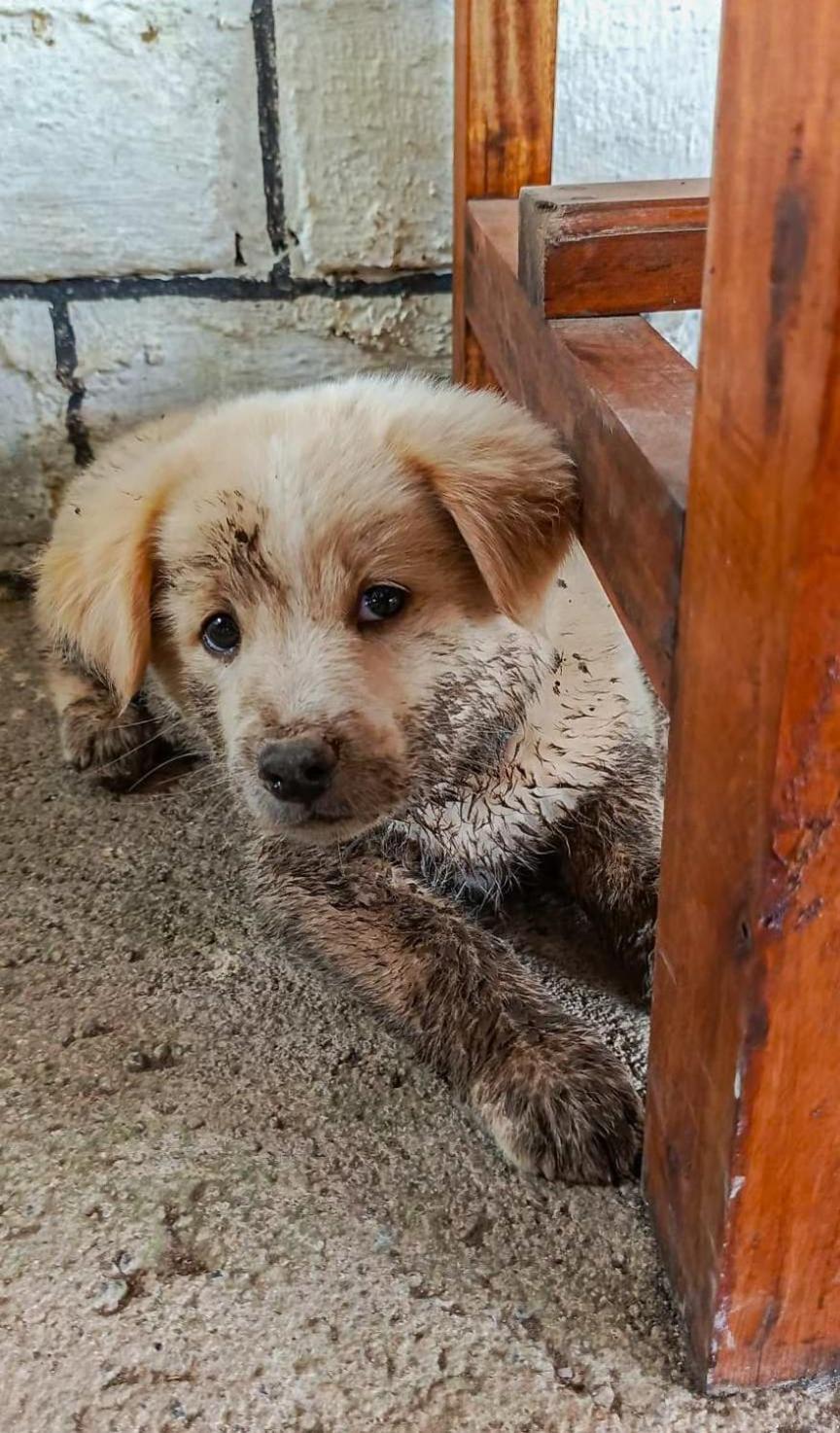 New Rinjani Homestay テテバトゥ エクステリア 写真
